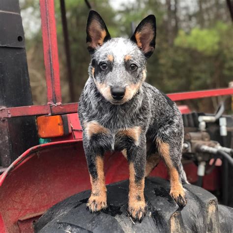 old blue heeler.